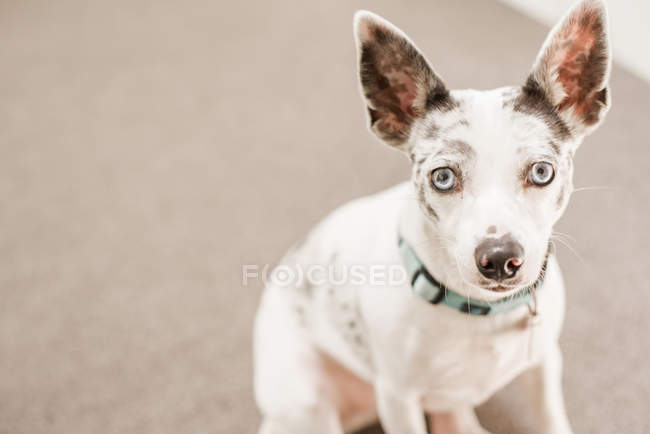 Perro pequeño con collar azul - foto de stock