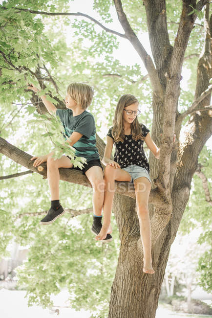 Діти сходження дерево . — стокове фото