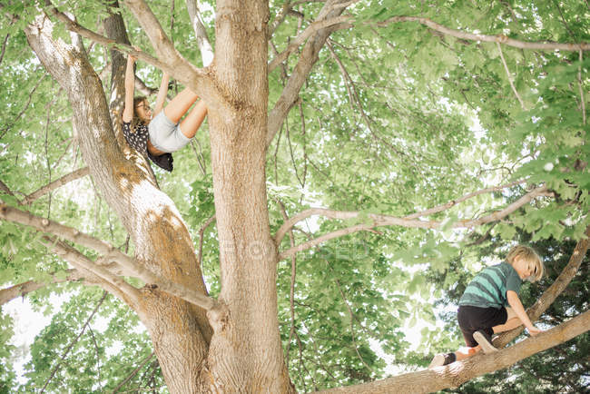 Children climbing tree. — Stock Photo