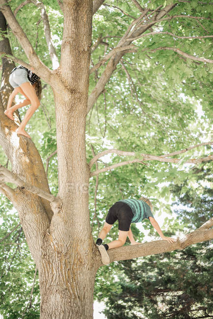 Children climbing tree. — Stock Photo
