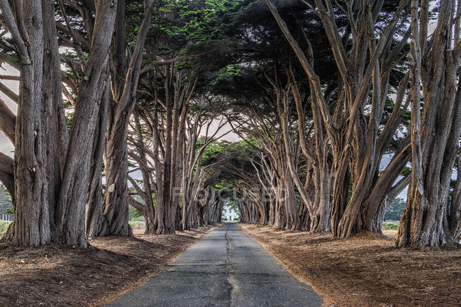 Avenue of trees growing on road — Stock Photo