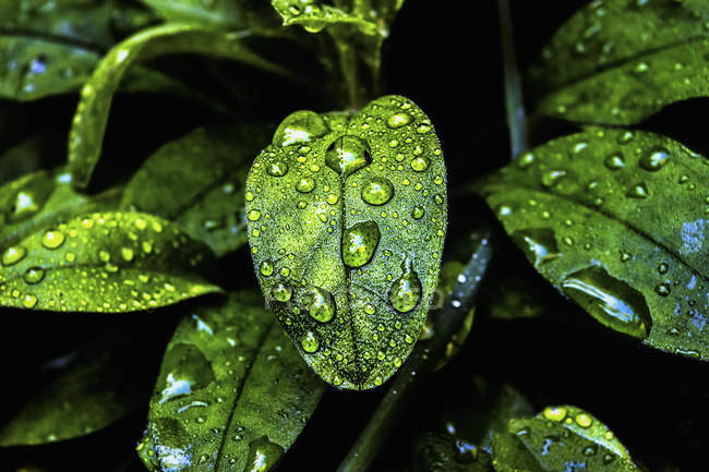 Folhas verdes com gotículas — Fotografia de Stock