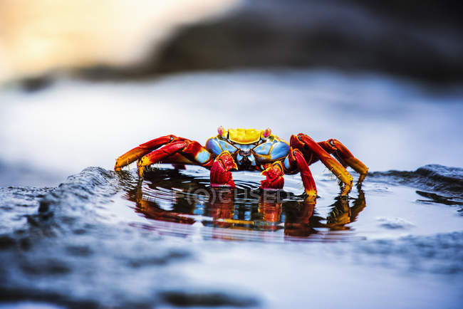 Sally crab in puddle — Stock Photo