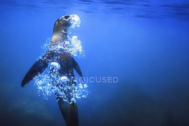 Phoque nageant dans l'eau — Photo de stock