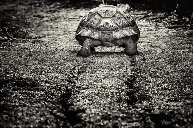 Tortoise walking by muddy path — Stock Photo