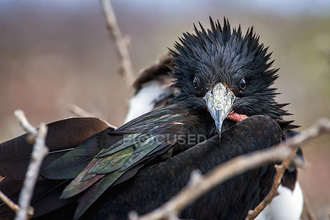 Fragata pájaro en rama - foto de stock