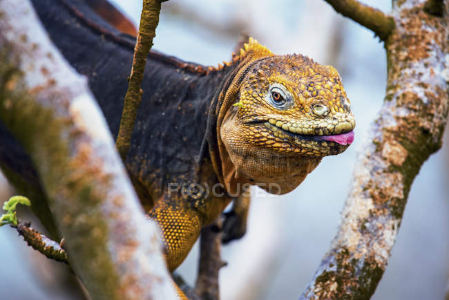 Iguana sentada en el árbol - foto de stock