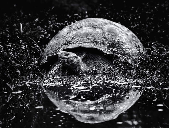 Grande tartaruga das Galápagos a aproximar-se da água — Fotografia de Stock