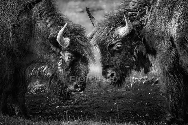 Amerikanische Bisons Kopf an Kopf — Stockfoto