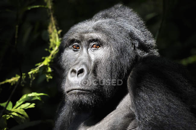 Gorilla sitting outdoors — Stock Photo