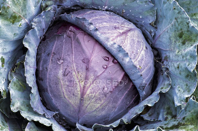 Large purple cabbage — Stock Photo