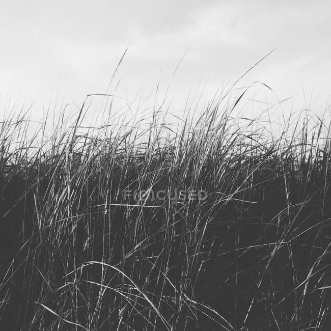 Анемона море трави — стокове фото