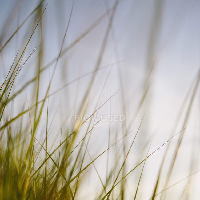 Ветреная трава — стоковое фото