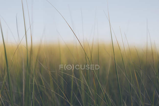 Windswept sea grass — Stock Photo
