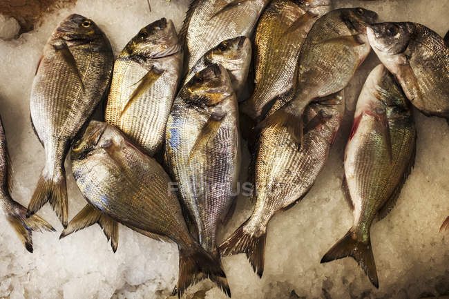 Exposição de peixe fresco no gelo — Fotografia de Stock