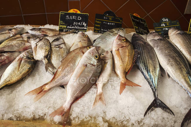 Esposizione di pesce fresco su ghiaccio — Foto stock