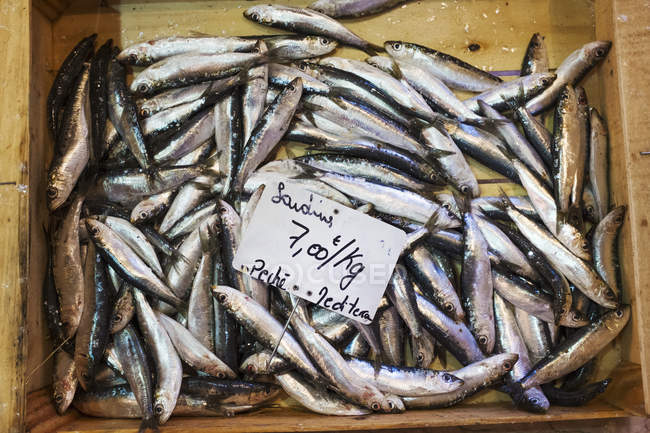 Esposizione di pesce fresco — Foto stock