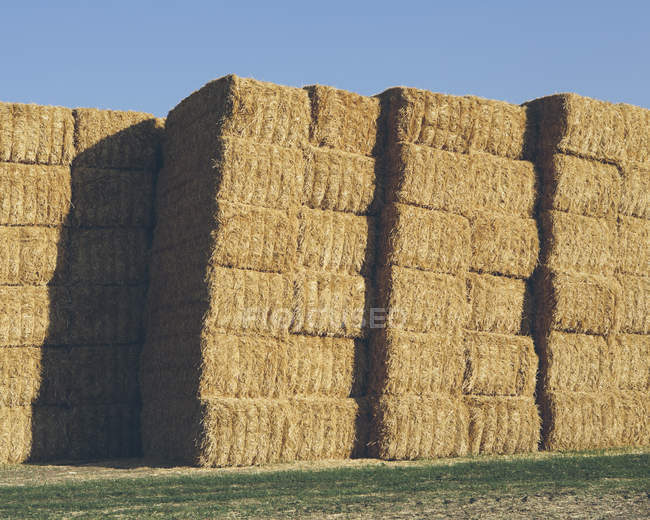 Stacked hay bales — Stock Photo