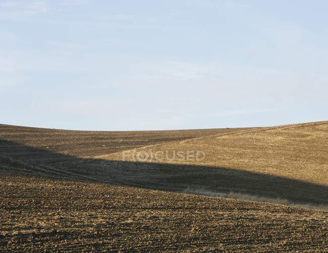 Harvested wheat field — Stock Photo