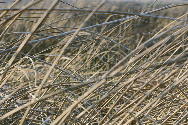 Hierba seca en el prado - foto de stock