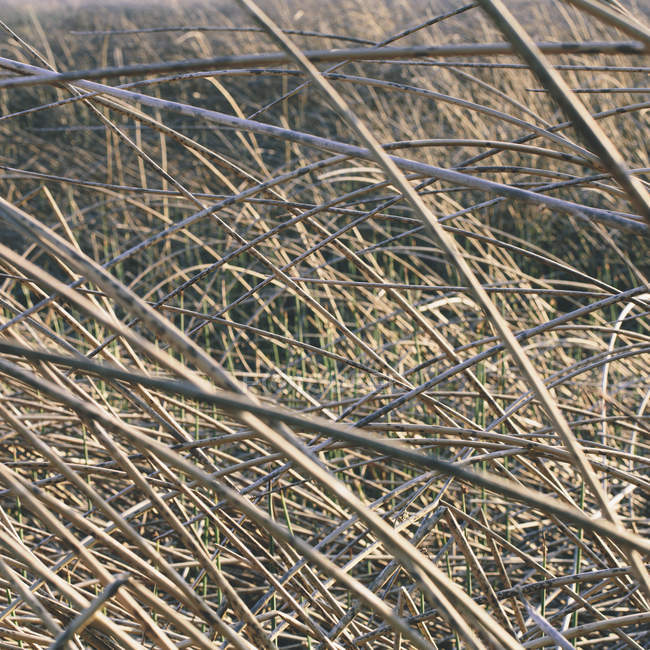 Сухая трава на лугу — стоковое фото