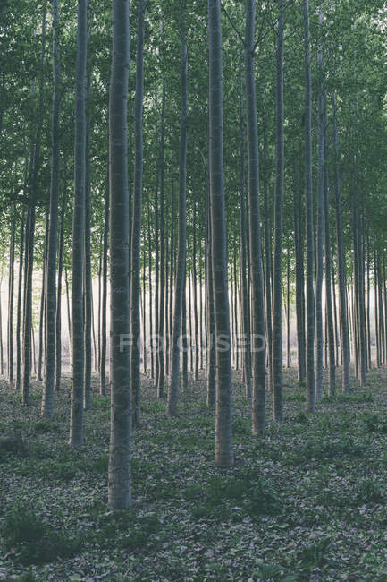 Rows of commercially grown poplar trees — Stock Photo
