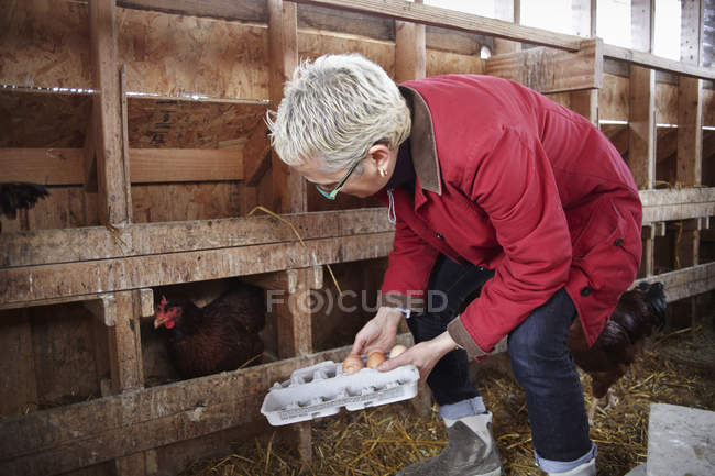 Donna che raccoglie uova di gallina — Foto stock