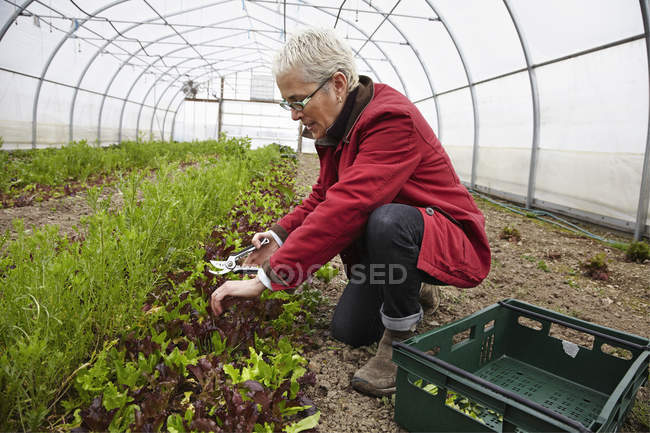 Femme travaillant avec des plantes — Photo de stock