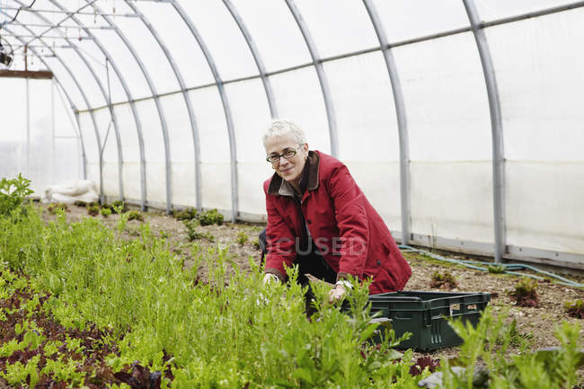 Frau arbeitet mit Pflanzen — Stockfoto
