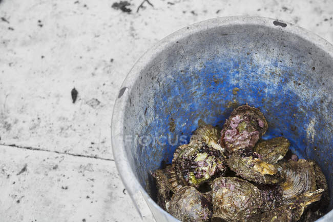Balde cheio de ostras — Fotografia de Stock