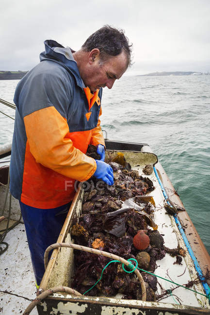 Hombre clasificación ostras en barco - foto de stock