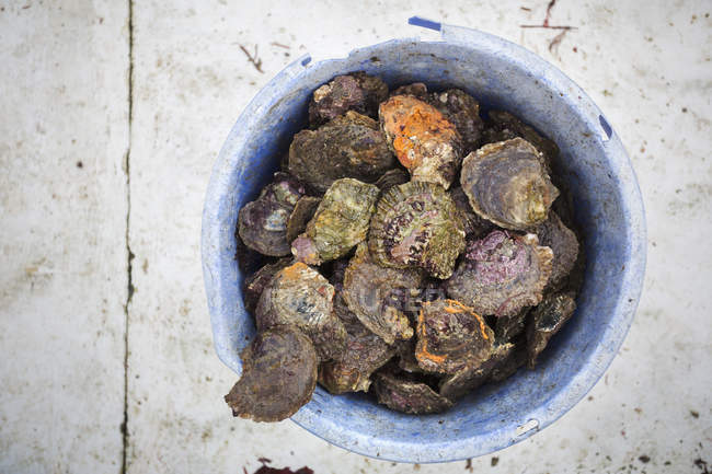 Bucket full of shells — Stock Photo