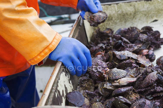 Pescatore smistamento ostriche — Foto stock