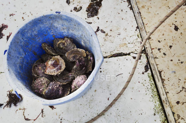 Bucket of shells and oysters — Stock Photo