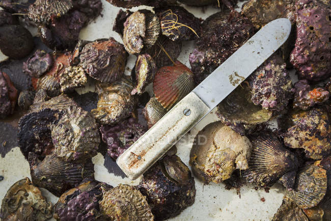 Rounded bladed oyster knife — Stock Photo