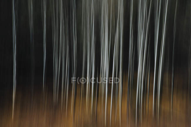 Árvores de álamo com troncos de árvore pálida — Fotografia de Stock