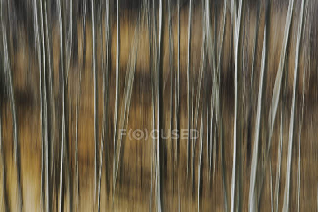 Espenbäume mit hellen Baumstämmen — Stockfoto