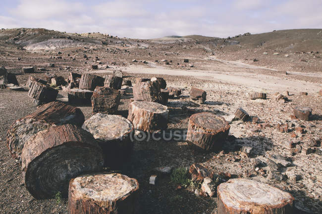 Fossilized trees at Petrified Forest National Park — Stock Photo