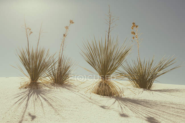 Blick auf den White Sands Nationalpark — Stockfoto