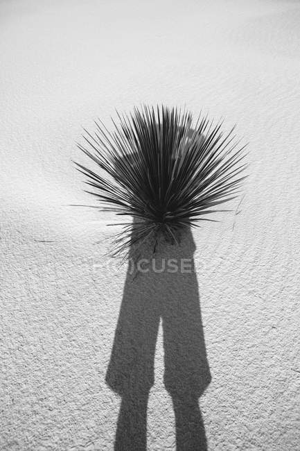 Тень на песчаной дюне и юкке — стоковое фото