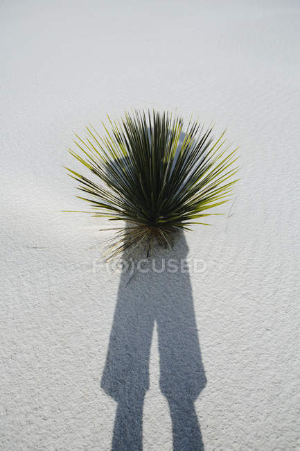 Тень на песчаной дюне и юкке — стоковое фото