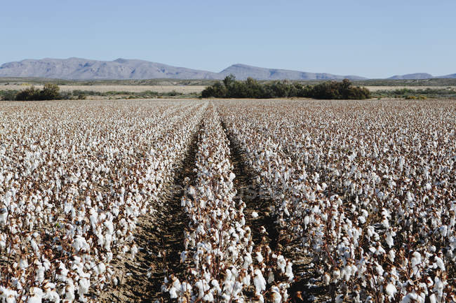 Gran campo de algodón - foto de stock