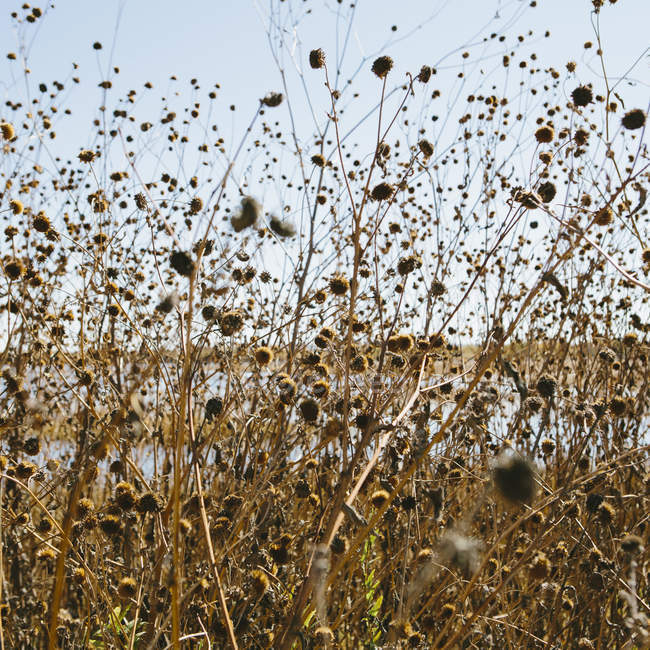 Dried wildflowers and bramble — Stock Photo