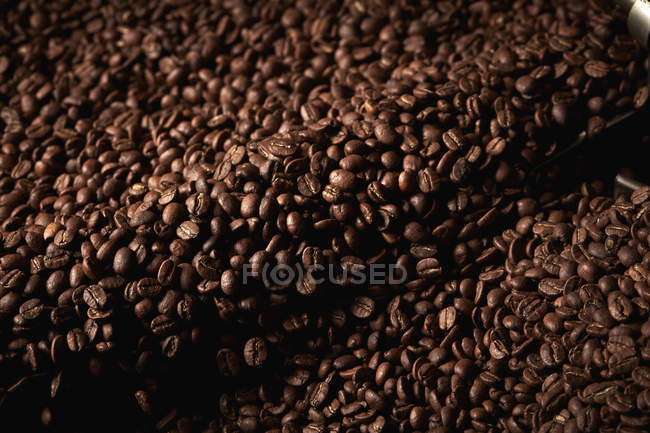 Tambor de granos de café tostados - foto de stock