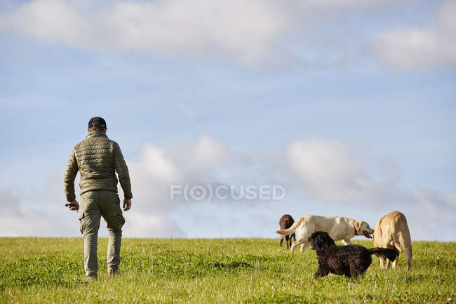 Dog walker with dogs — Stock Photo