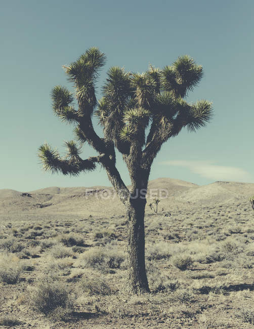 Одномісний Джошуа дерева — стокове фото