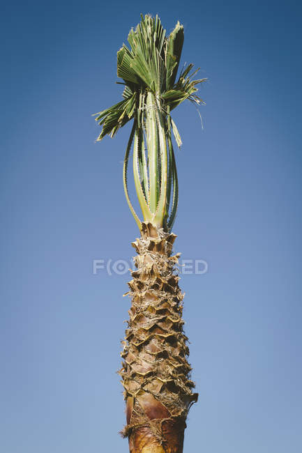 Palmier lié — Photo de stock