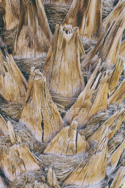 Troncs de palmier — Photo de stock