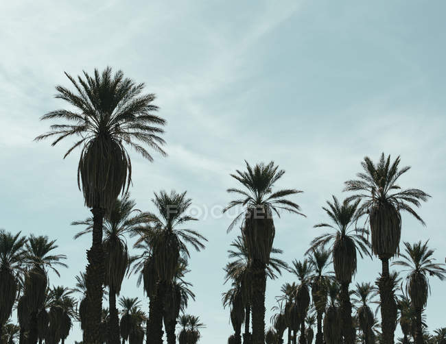 Silueta de palmeras datileras - foto de stock