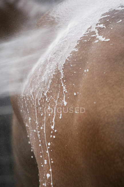 Rücken des braunen Pferdes — Stockfoto